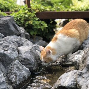 IMG_1759 Seelenkater Mogli