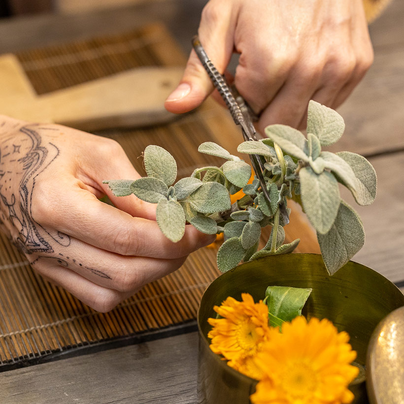 tierheilpraxis-naturkraft-phytotherapie